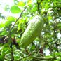 Mixed Finger Lime Green Red Pink Fruit 40 Seeds