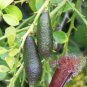 Mixed Finger Lime Green Red Pink Fruit 40 Seeds