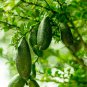 Mixed Finger Lime Green Red Pink Fruit 40 Seeds