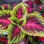 Rare Coleus Bonsai Foliage Plants 600 Seeds