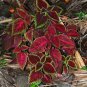 Rare Coleus Bonsai Foliage Plants 600 Seeds