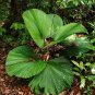 Licuala Cordate Rare Round Mellow Leaves Perennial Plants 80 Seeds