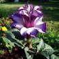 Purple Moonflower Gorgeous Night Blooming Beautiful Garden Flower 40 Seeds