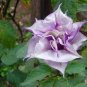 Purple Moonflower Gorgeous Night Blooming Beautiful Garden Flower 40 Seeds
