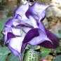 Purple Moonflower Gorgeous Night Blooming Beautiful Garden Flower 40 Seeds