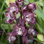 Rare Black Orchid Flower Seeds Exotic Orchid Home Garden Bonsai Planting 200 Seeds
