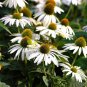 Echinacea Purpurea Coneflower 60 Seeds