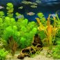 Aquarium Grass Water Aquatic Plant 2000 Seeds