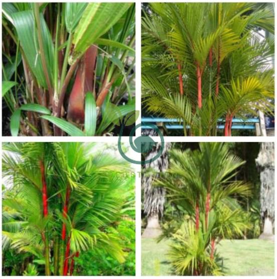 Lipstick Palm Cyrtostachys Renda Tree 20 Seeds