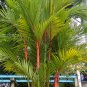Lipstick Palm Cyrtostachys Renda Tree 20 Seeds