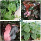Philodendron Erubescens 40 Seeds