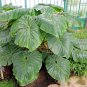 Philodendron Erubescens 40 Seeds