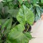 Philodendron Erubescens 40 Seeds