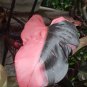 Philodendron Erubescens 40 Seeds