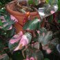 Philodendron Erubescens 40 Seeds