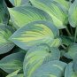 Hosta Flower Seeds Garden Perennials Ornamental Lily Shade 300 Seeds