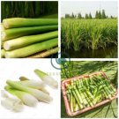 Zizania Latifolia Seeds Aquatic vegetables Planting Seasons 200 Seeds