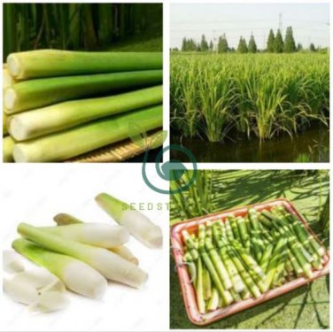 Zizania Latifolia Seeds Aquatic vegetables Planting Seasons 200 Seeds