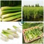 Zizania Latifolia Seeds Aquatic vegetables Planting Seasons 200 Seeds