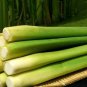 Zizania Latifolia Seeds Aquatic vegetables Planting Seasons 200 Seeds