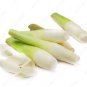 Zizania Latifolia Seeds Aquatic vegetables Planting Seasons 200 Seeds