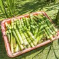 Zizania Latifolia Seeds Aquatic vegetables Planting Seasons 200 Seeds