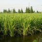 Zizania Latifolia Seeds Aquatic vegetables Planting Seasons 200 Seeds