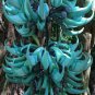 Heirloom Jade Vine 'Strongylodon Macrobotrys' Flower 10 Seeds