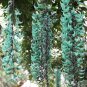 Heirloom Jade Vine 'Strongylodon Macrobotrys' Flower 10 Seeds