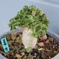 Dorset Horn Adenium 4 Seeds