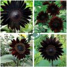 Black Ornamental Sunflower 40 Seeds
