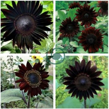 Black Ornamental Sunflower 40 Seeds