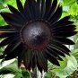 Black Ornamental Sunflower 40 Seeds
