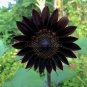 Black Ornamental Sunflower 40 Seeds