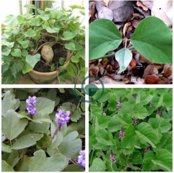 Kudzu seeds Pueraria tuberosa 160 Seeds