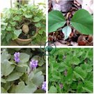 Kudzu seeds Pueraria tuberosa 160 Seeds