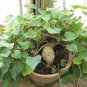 Kudzu seeds Pueraria tuberosa 160 Seeds