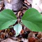 Kudzu seeds Pueraria tuberosa 160 Seeds