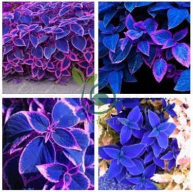 Japanese Bonsai Blue Coleus Plant Foliage Plants Perfect Color Dragon 200 Seeds