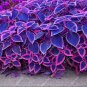 Japanese Bonsai Blue Coleus Plant Foliage Plants Perfect Color Dragon 200 Seeds
