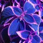 Japanese Bonsai Blue Coleus Plant Foliage Plants Perfect Color Dragon 200 Seeds