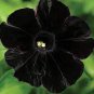 Super Black Cat Petunia 200 Seeds