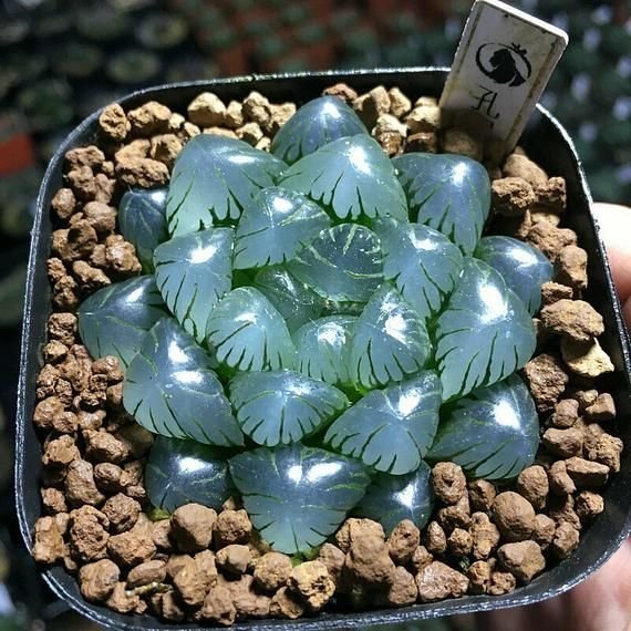 Haworthia obtusa 'Crystal' Light Blue Transparent Succulent 10 Seeds