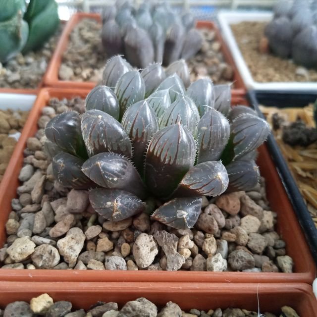 Haworthia obtusa 'Crystal' Light Blue Transparent Succulent 10 Seeds