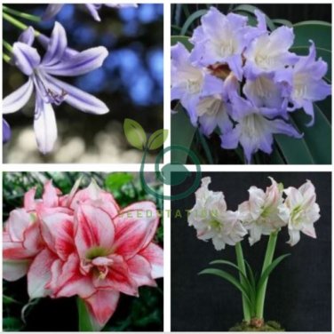 Amaryllis 200 Seeds