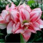 Amaryllis 200 Seeds