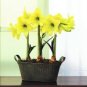 Super Big Bulb True Amaryllis Bulbs hippeastrum Flowers Bulbs Rare Bonsai Plants 4 Seeds