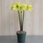 Super Big Bulb True Amaryllis Bulbs hippeastrum Flowers Bulbs Rare Bonsai Plants 4 Seeds