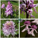 Naked Man Orchid 40 Seeds