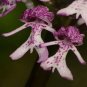 Naked Man Orchid 40 Seeds